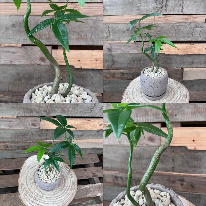 観葉植物現品販売