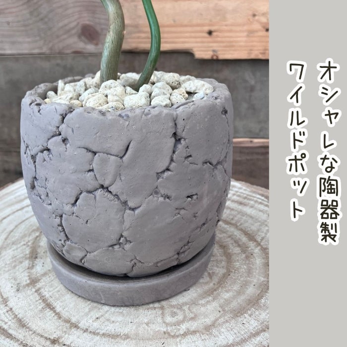 観葉植物現品販売
