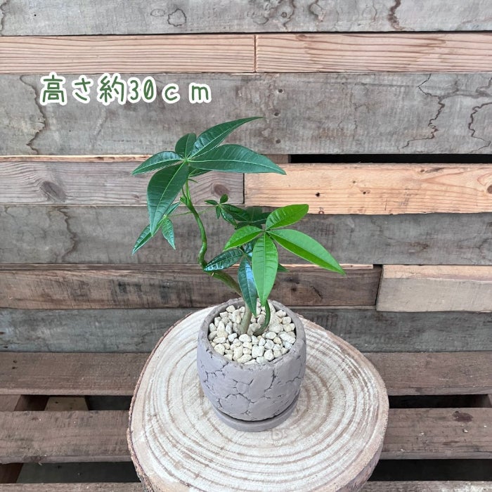 観葉植物現品販売