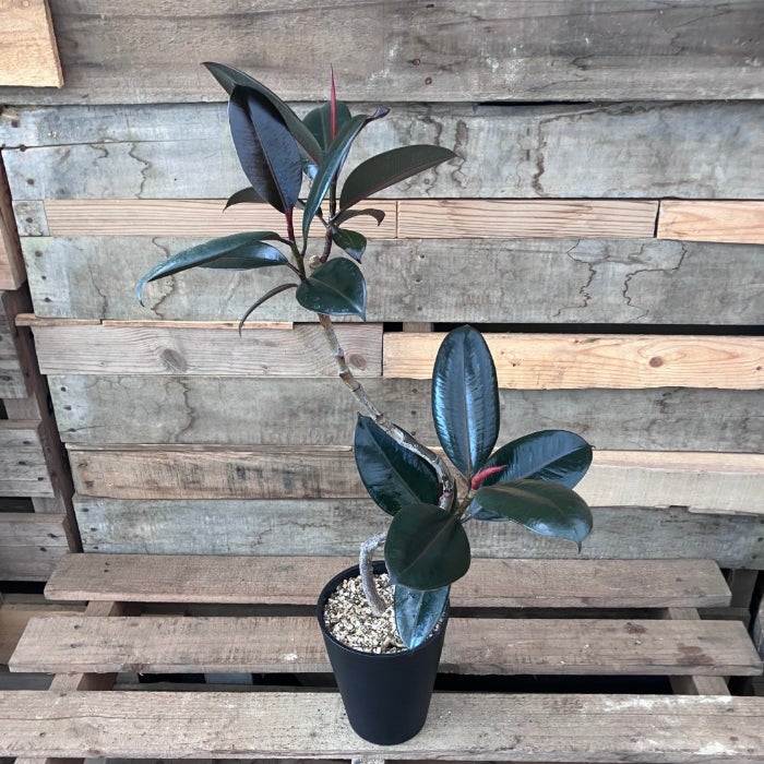 観葉植物現品販売