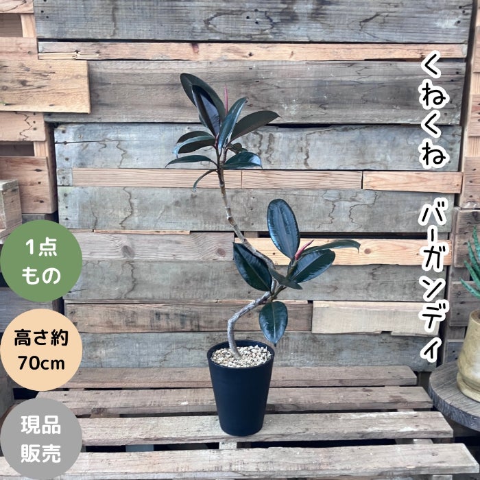 観葉植物現品販売