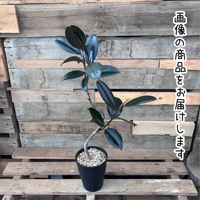 観葉植物現品販売