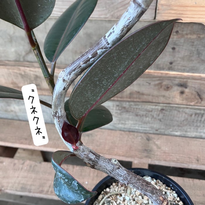 観葉植物現品販売