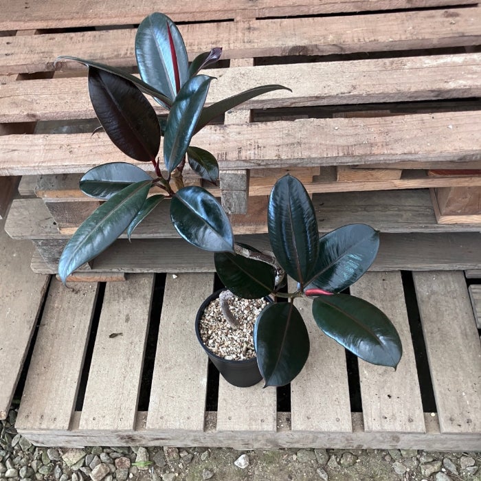 観葉植物現品販売