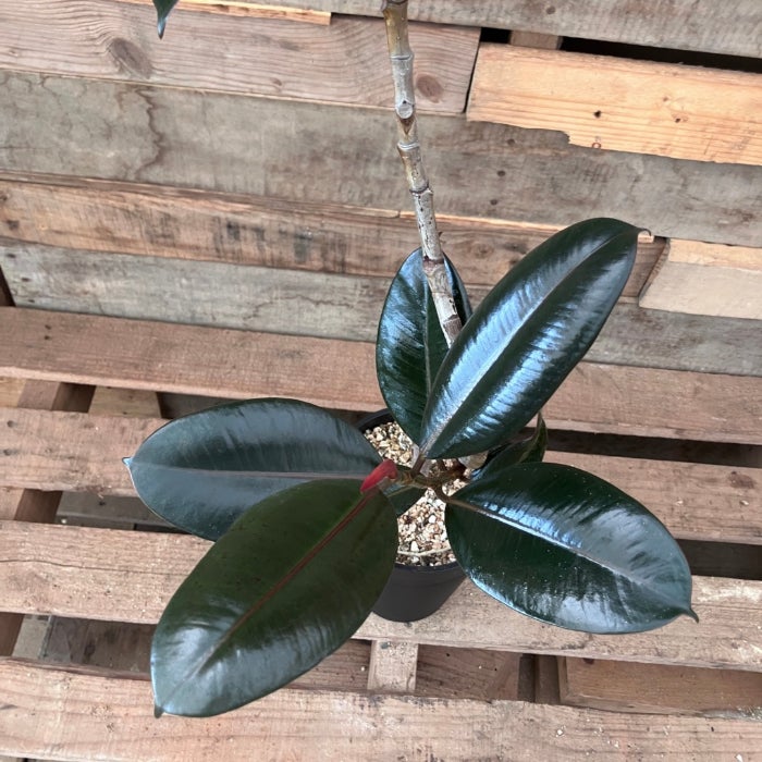 観葉植物現品販売