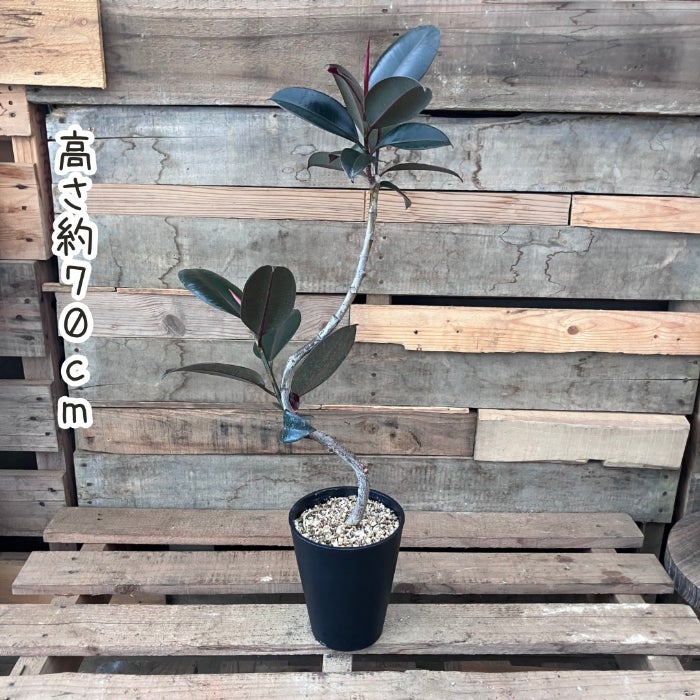 観葉植物現品販売