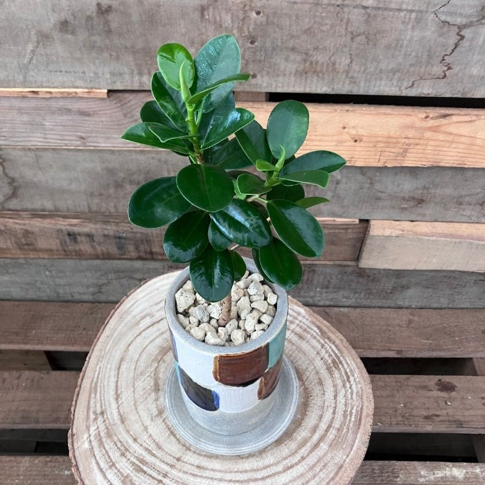 観葉植物現品販売