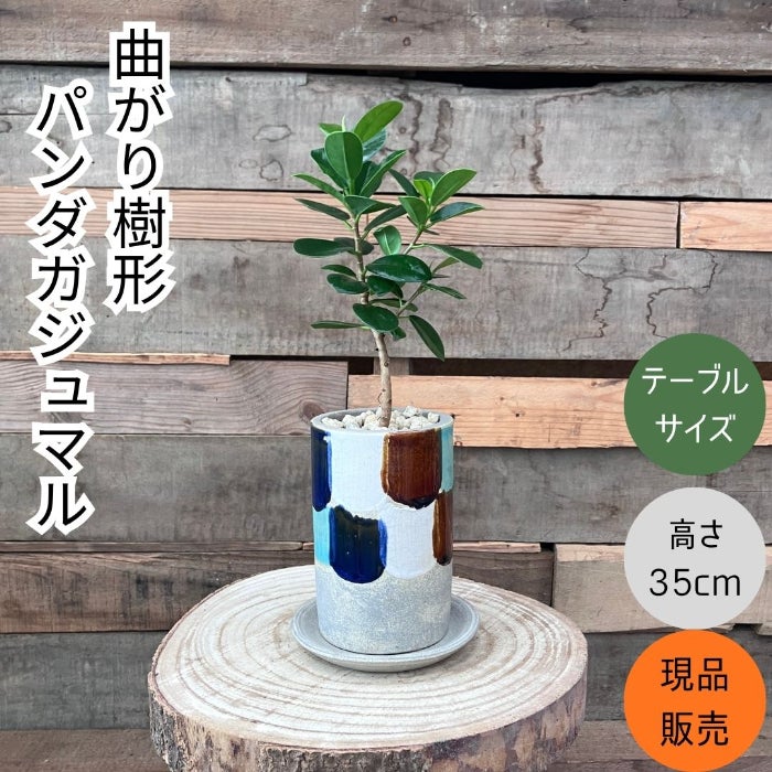 観葉植物現品販売