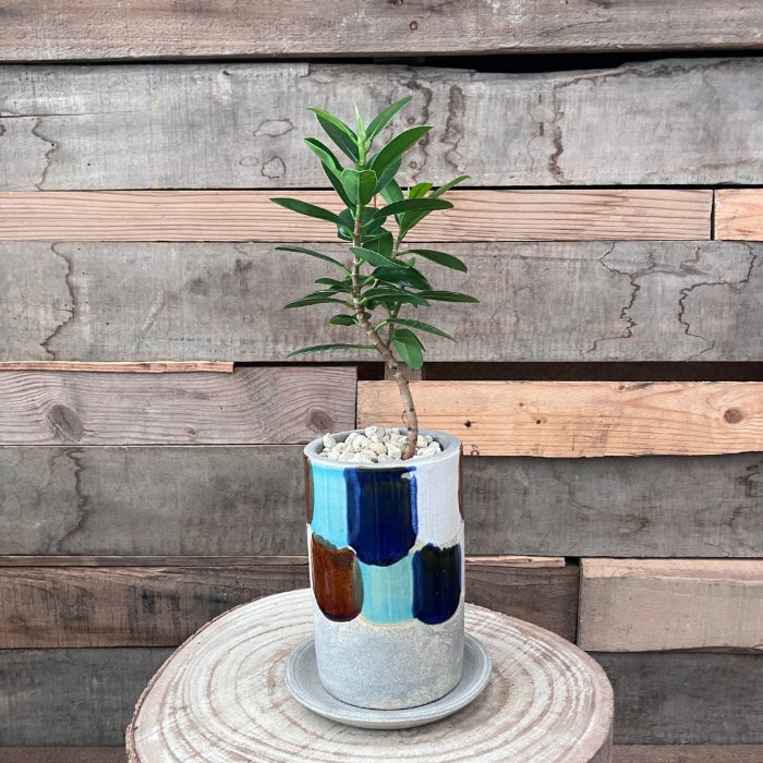 観葉植物現品販売