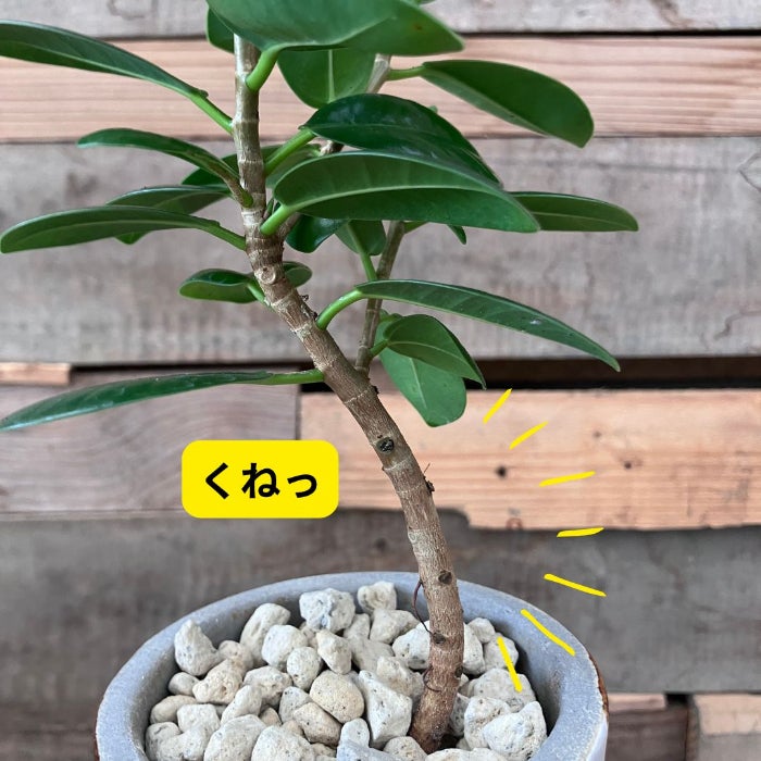 観葉植物現品販売