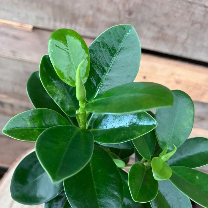 観葉植物現品販売