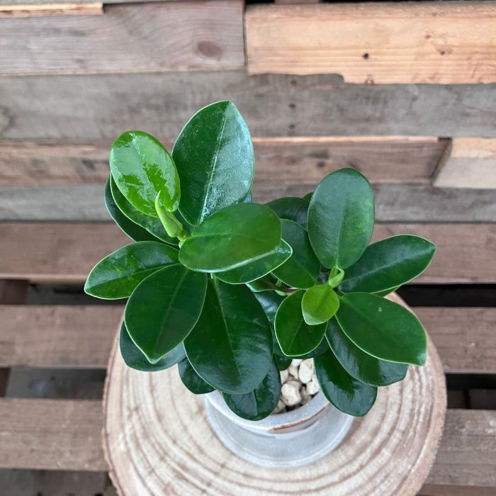 観葉植物現品販売