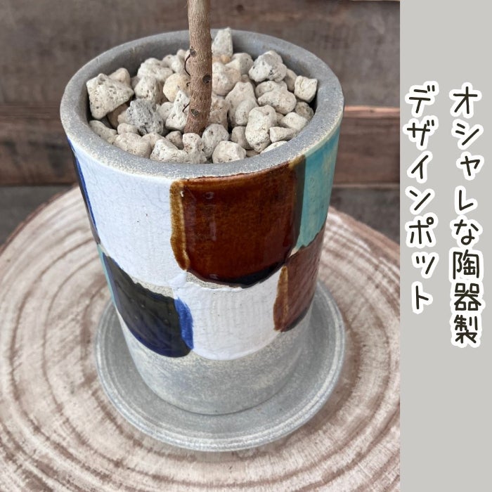 観葉植物現品販売