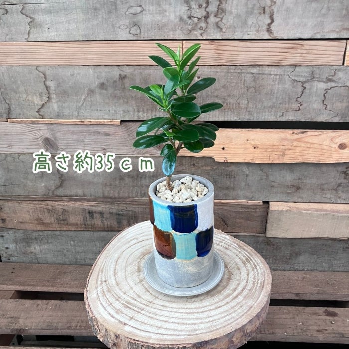 観葉植物現品販売