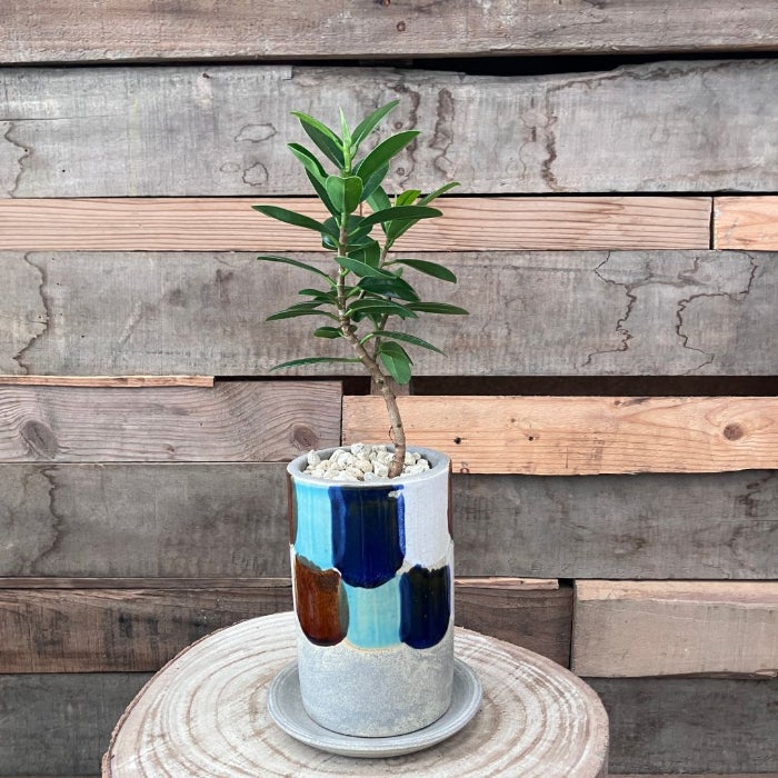 観葉植物現品販売
