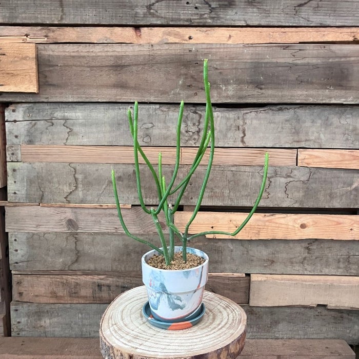 ① 現品１点物！アートタイプ・ユーホルビア・オンコクラータ8号浅鉢 観葉植物 多肉植物 本物 【1点もの】☆現品販売☆ 新品 ユーフォルビア