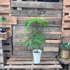 観葉植物現品販売