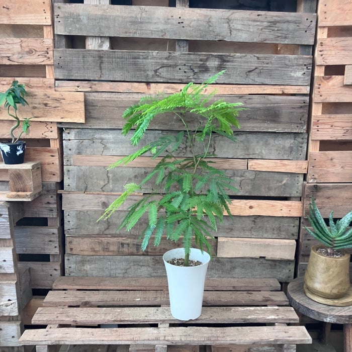 観葉植物現品販売
