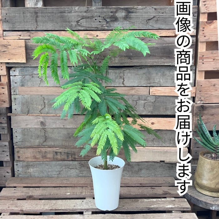 観葉植物現品販売