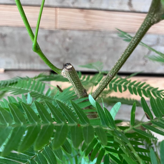 観葉植物現品販売