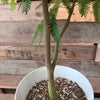 観葉植物現品販売