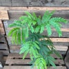 観葉植物現品販売