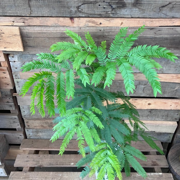 観葉植物現品販売