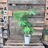 観葉植物現品販売