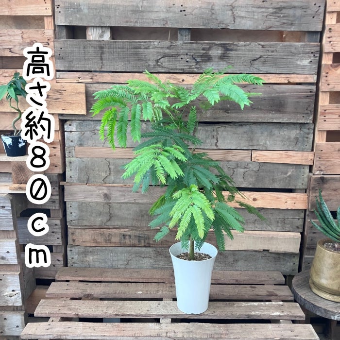 観葉植物現品販売