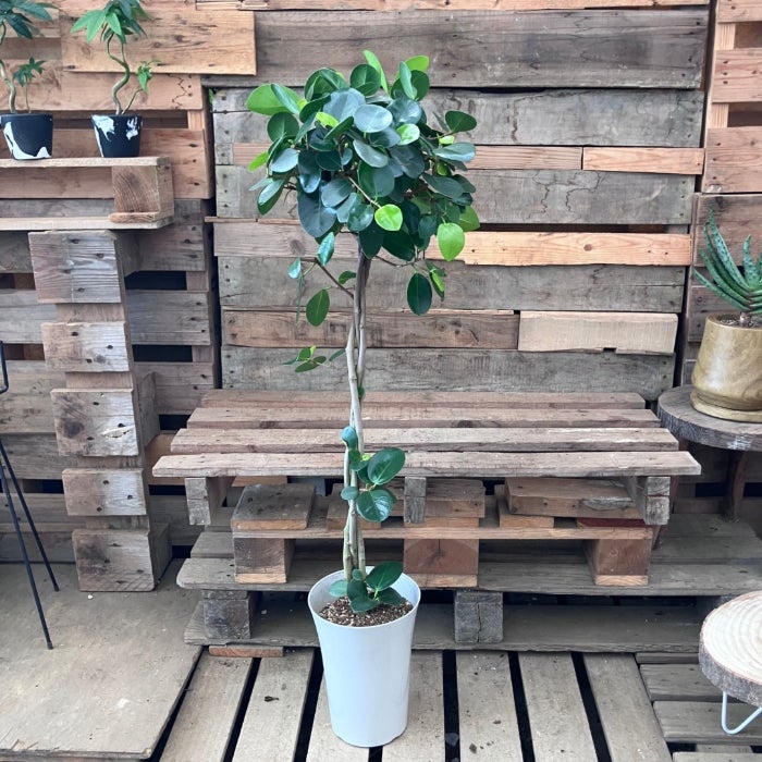 観葉植物現品販売