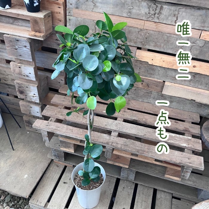 観葉植物現品販売