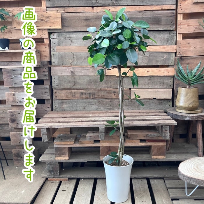 観葉植物現品販売