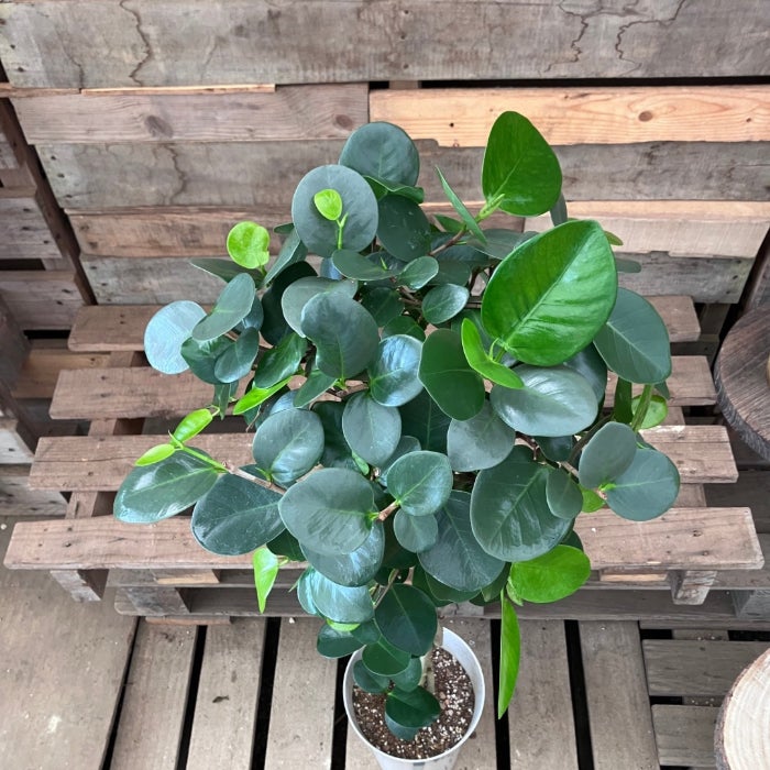 観葉植物現品販売