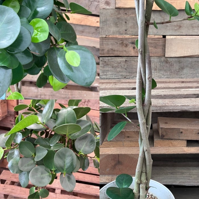 観葉植物現品販売