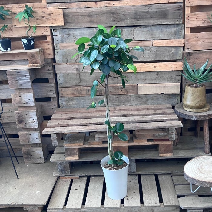 観葉植物現品販売