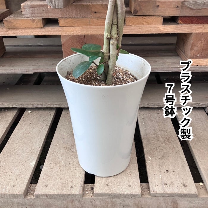 観葉植物現品販売