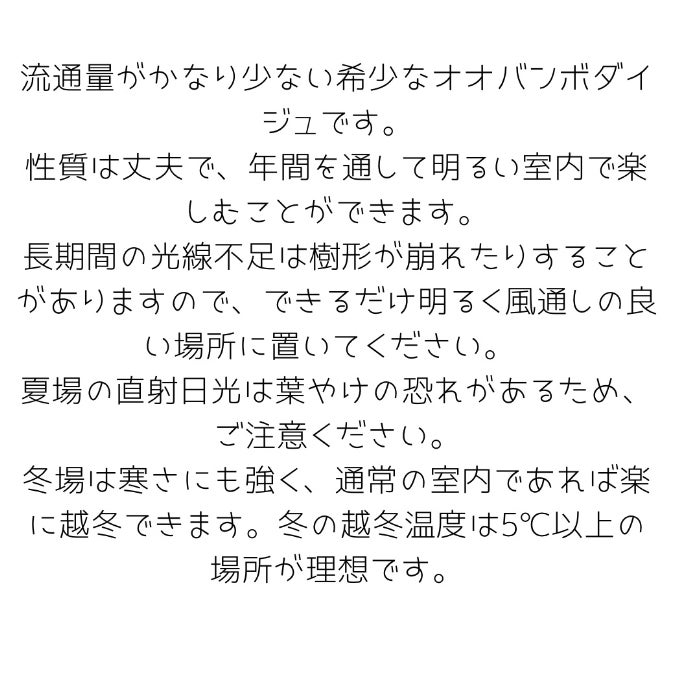 観葉植物現品販売