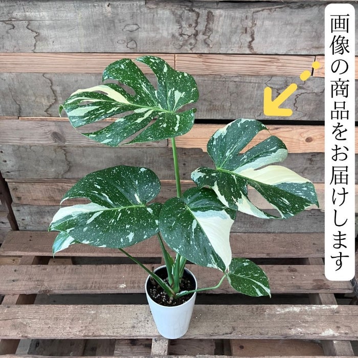 観葉植物現品販売