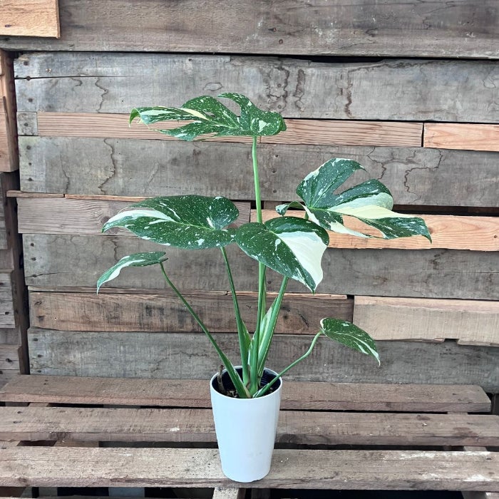 観葉植物現品販売