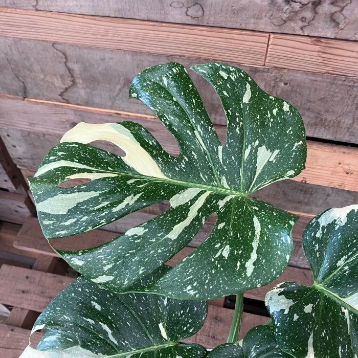 観葉植物現品販売