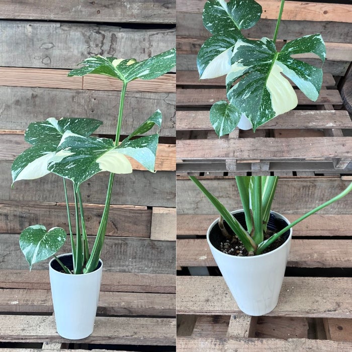観葉植物現品販売