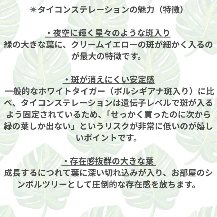 観葉植物現品販売