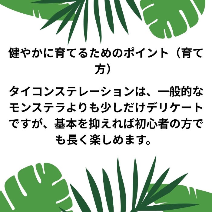 観葉植物現品販売
