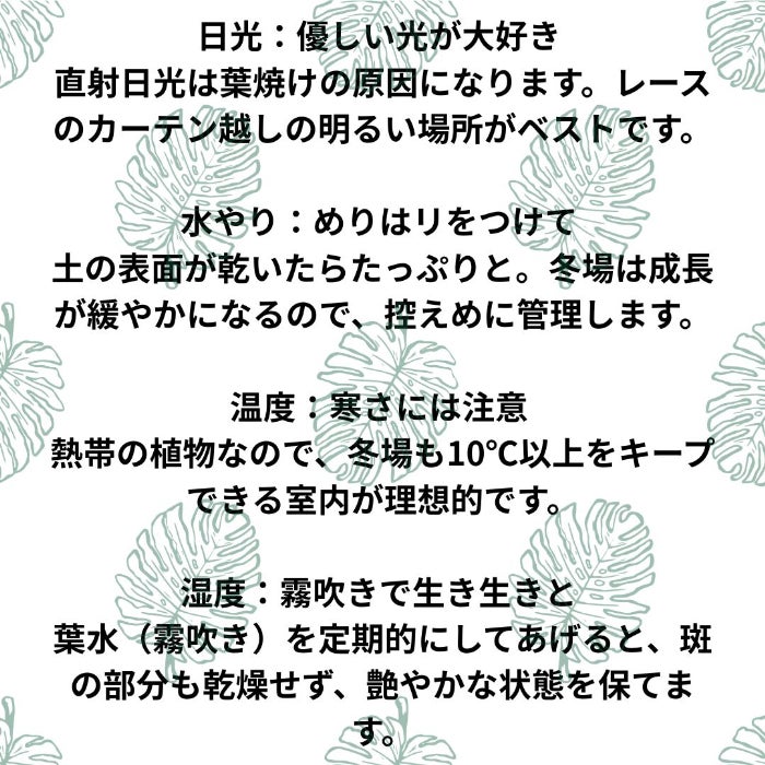 観葉植物現品販売
