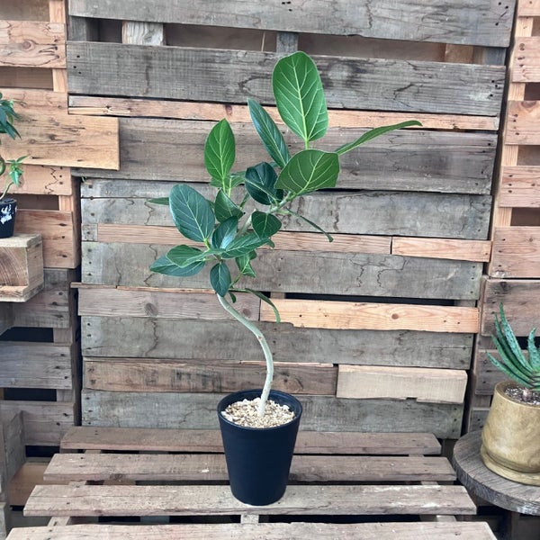 観葉植物 本物 【現品】 唯一無二 くねくねフィカス ベンガレンシス 