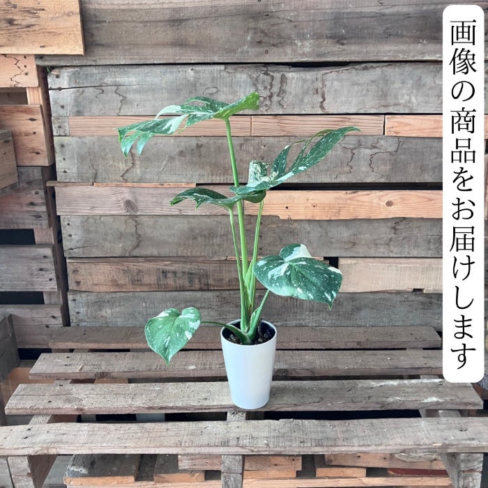 観葉植物現品販売