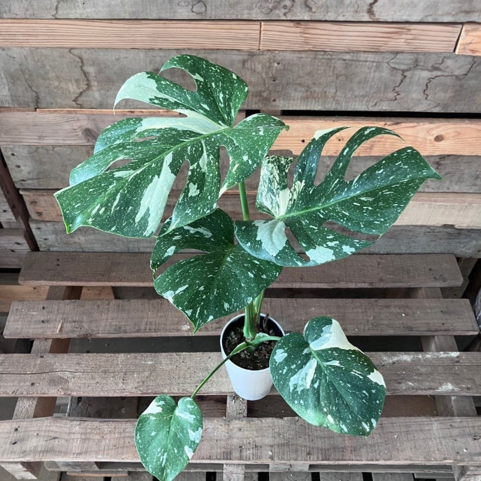 観葉植物現品販売