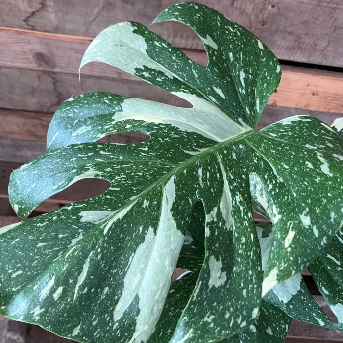 観葉植物現品販売