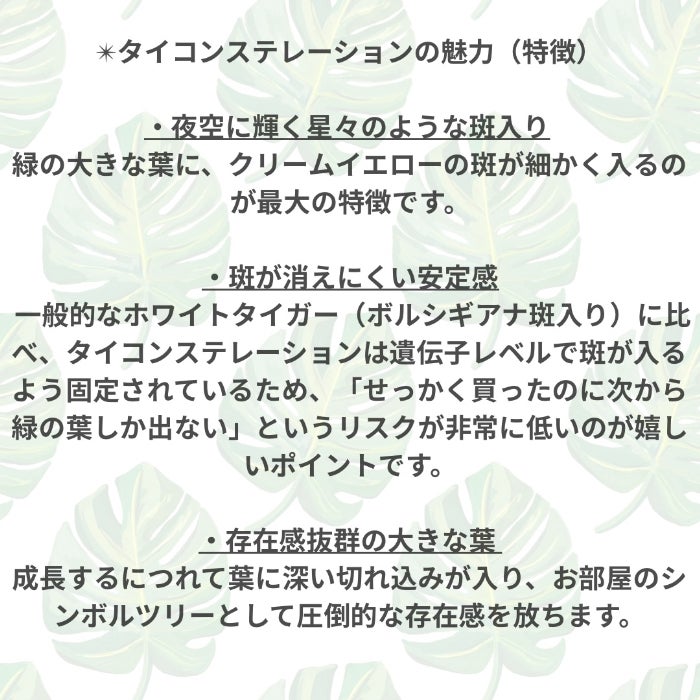 観葉植物現品販売