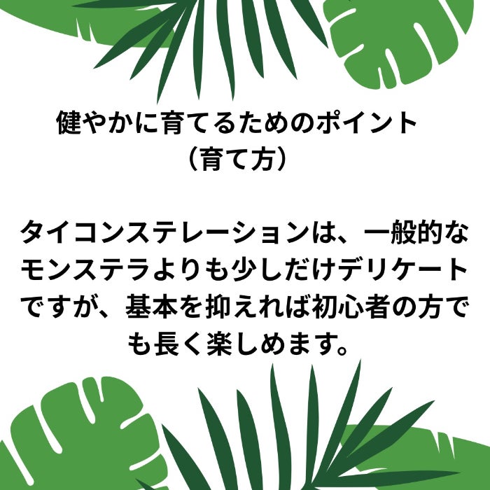 観葉植物現品販売